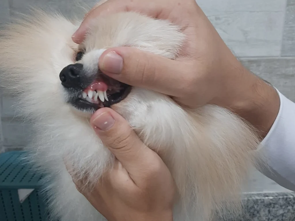 lulu pomerania dentista meu pet