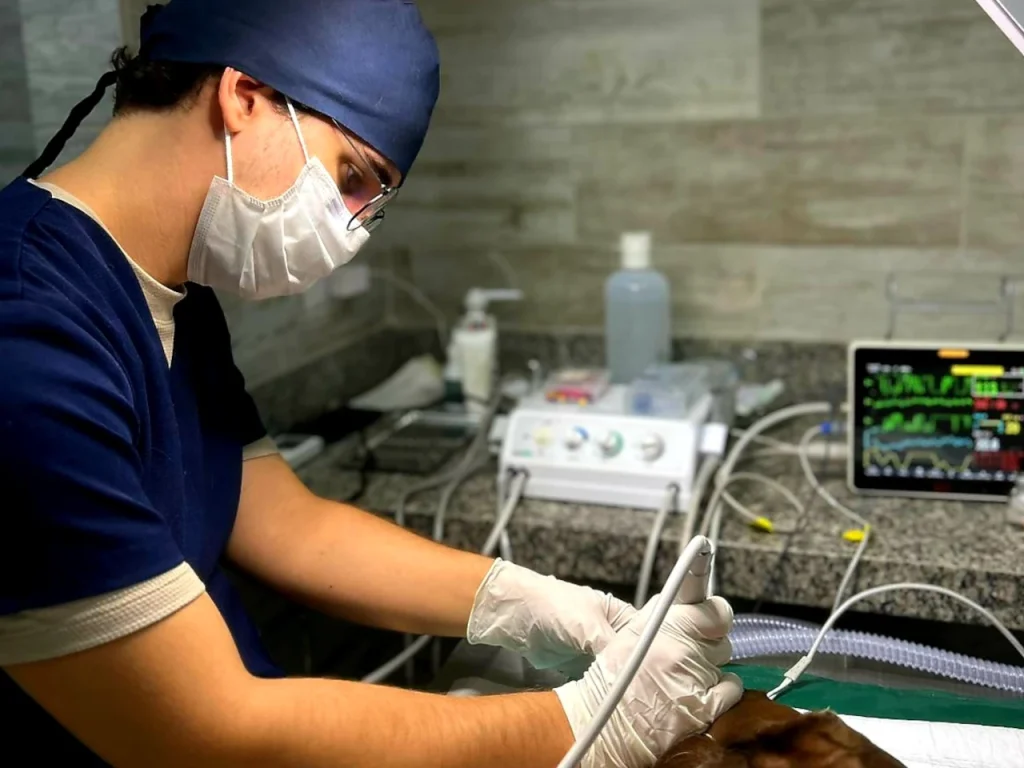 meu pet dentista veterinário victor lago